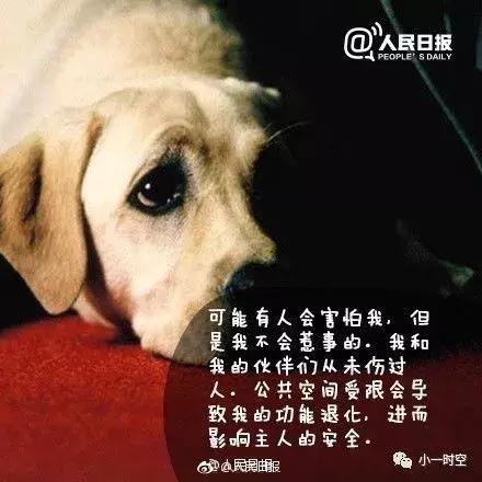 导盲犬价格:导盲犬训练费用平均二十万元以上，为什么不使用人工陪护呢？