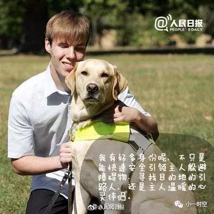 导盲犬价格:导盲犬训练费用平均二十万元以上，为什么不使用人工陪护呢？