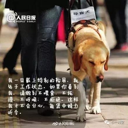 导盲犬价格:导盲犬训练费用平均二十万元以上，为什么不使用人工陪护呢？