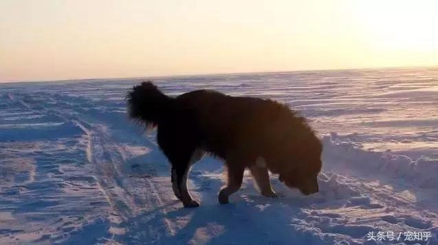 世界超大型十大猛犬:国内大型猛犬，除了藏獒还有什么？ 世界十大最危险猛犬