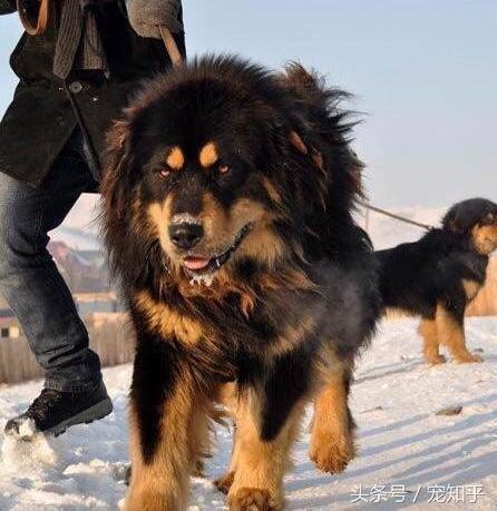 北京金色獒园现今种公:曾经天价的藏獒，为什么现在高原成了流浪狗？