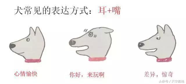 快乐狗狗:怎么知道狗狗是不是开心？ 快乐狗狗伪装的app