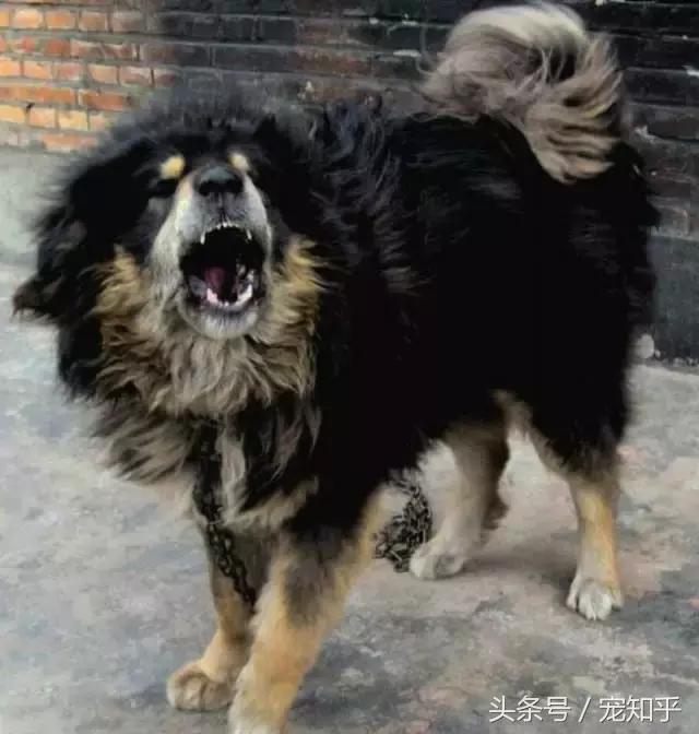 世界超大型十大猛犬:国内大型猛犬，除了藏獒还有什么？ 世界十大最危险猛犬