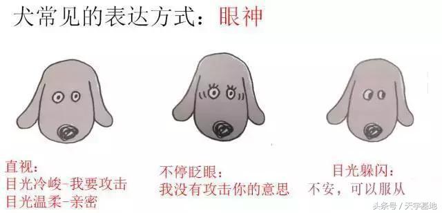 快乐狗狗:怎么知道狗狗是不是开心？ 快乐狗狗伪装的app