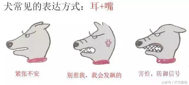 快乐狗狗:怎么知道狗狗是不是开心？ 快乐狗狗伪装的app