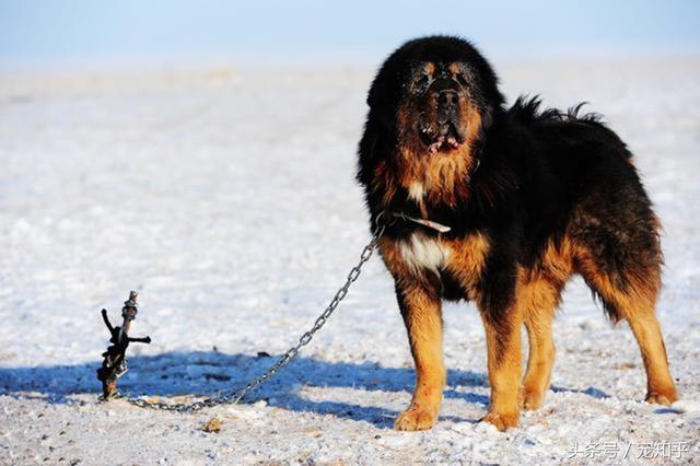 世界超大型十大猛犬:国内大型猛犬，除了藏獒还有什么？ 世界十大最危险猛犬