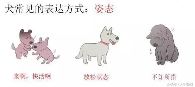 快乐狗狗:怎么知道狗狗是不是开心？ 快乐狗狗伪装的app