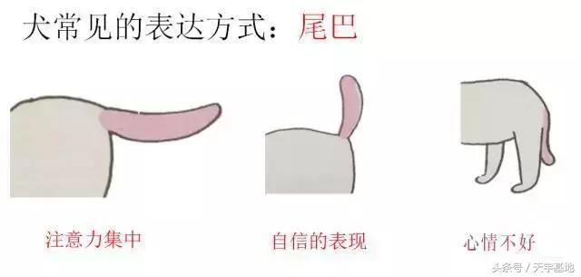 快乐狗狗:怎么知道狗狗是不是开心？ 快乐狗狗伪装的app