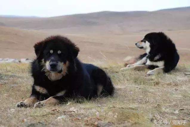 世界超大型十大猛犬:国内大型猛犬，除了藏獒还有什么？ 世界十大最危险猛犬