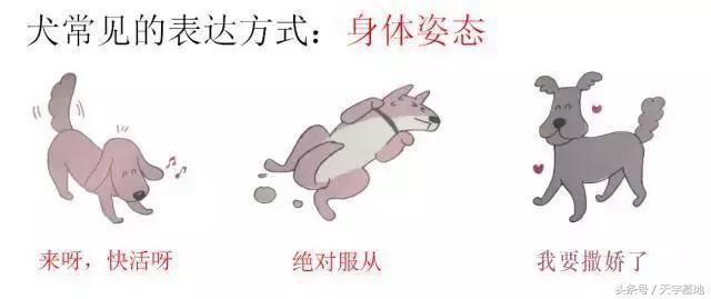 快乐狗狗:怎么知道狗狗是不是开心？ 快乐狗狗伪装的app
