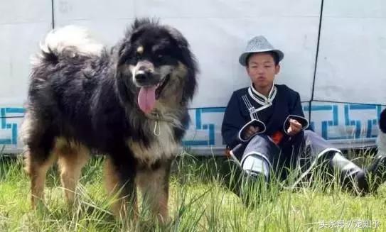 世界超大型十大猛犬:国内大型猛犬，除了藏獒还有什么？ 世界十大最危险猛犬