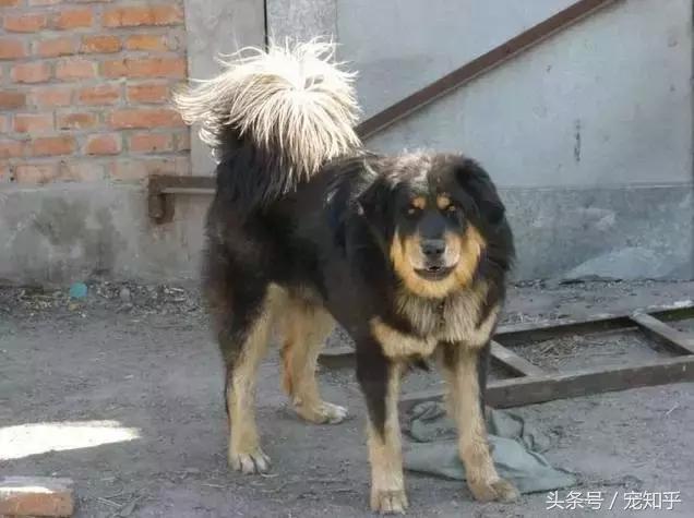 世界超大型十大猛犬:国内大型猛犬，除了藏獒还有什么？ 世界十大最危险猛犬