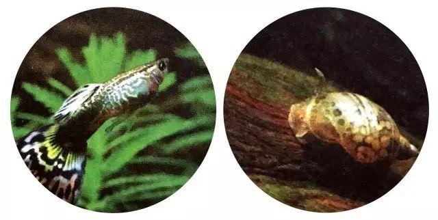 黑壳虾怎么快速爆缸，怎么才能在水缸里养鱼而不用频繁换水