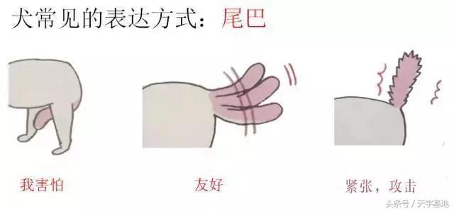 快乐狗狗:怎么知道狗狗是不是开心？ 快乐狗狗伪装的app