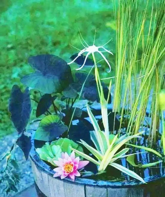 珍宝斑马鱼在哪里掉:为什么刚开始养鱼的人都说鱼难养？