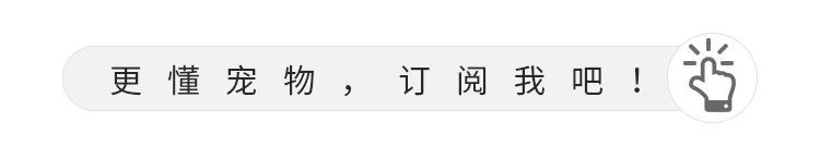 抖音吸猫什么意思:家里养了一只猫，老是掉毛怎么办？