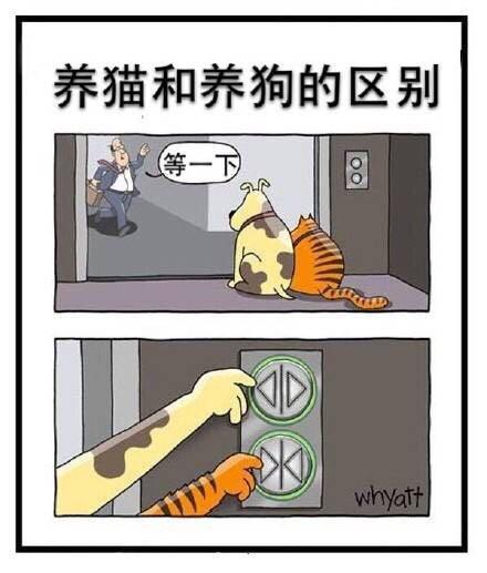 猫和狗哪个更聪明？