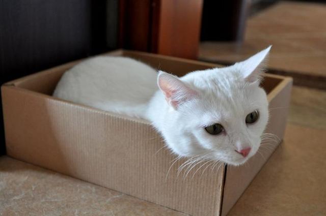 为什么猫咪能缩在小盒子里面:猫为什么喜欢钻箱子？有没有科学的结论？