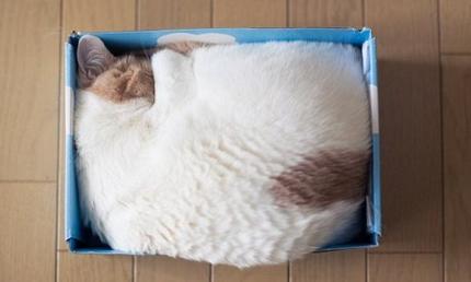 为什么猫咪能缩在小盒子里面:猫为什么喜欢钻箱子？有没有科学的结论？