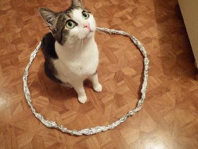 为什么猫咪能缩在小盒子里面:猫为什么喜欢钻箱子？有没有科学的结论？