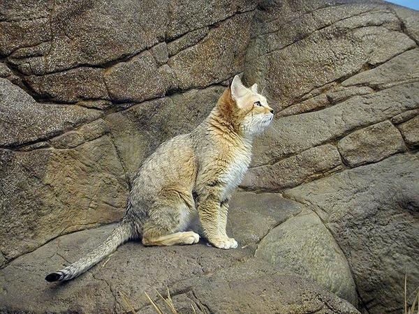 头条问答 为什么狗的样子差别很大 而猫看起来很相似 2个回答