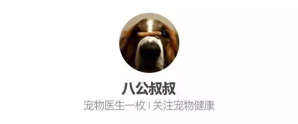 香港哪里能买到克莉丝汀森梳子:家里养了一只猫，老是掉毛怎么办？
