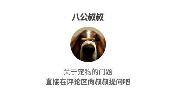 香港哪里能买到克莉丝汀森梳子:家里养了一只猫，老是掉毛怎么办？