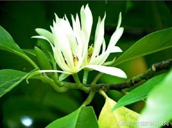 佛山的市树,市花是什么？