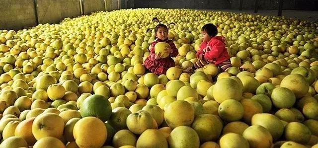 全国哪里的柚子最好吃，中国哪里产的柚子最好吃？