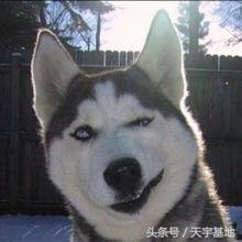 哈士奇狼:求个高人讲解哈士奇和狼的毛发区别？ 哈士奇的特点和性格