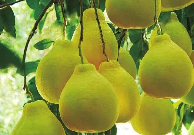 中国最出名的柚子产地  中国哪里产的柚子最好吃