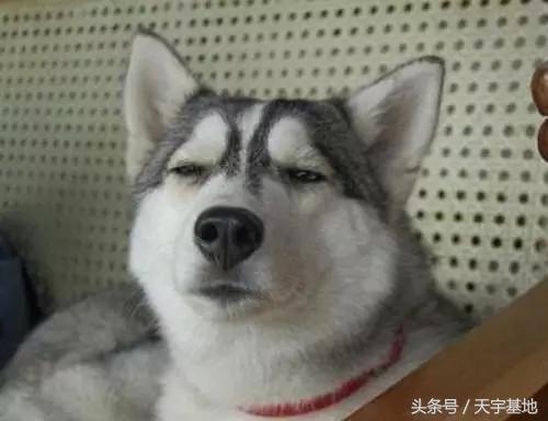 哈士奇狼:求个高人讲解哈士奇和狼的毛发区别？ 哈士奇的特点和性格