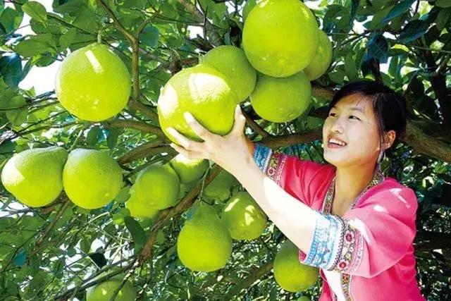 全国哪里的柚子最好吃，中国哪里产的柚子最好吃？
