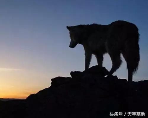 哈士奇狼:求个高人讲解哈士奇和狼的毛发区别？ 哈士奇的特点和性格