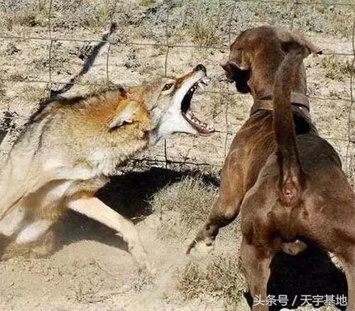 哈士奇狼:求个高人讲解哈士奇和狼的毛发区别？ 哈士奇的特点和性格