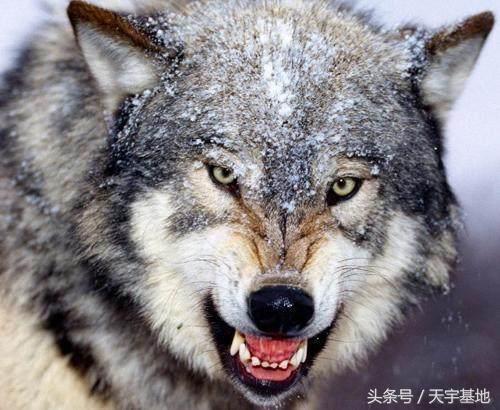 哈士奇狼:求个高人讲解哈士奇和狼的毛发区别？ 哈士奇的特点和性格