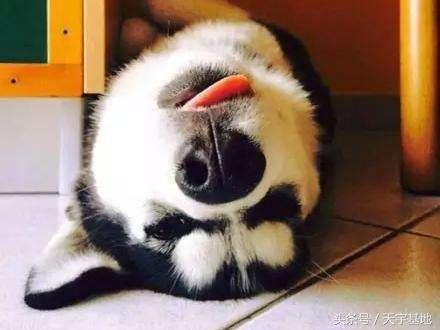 哈士奇狼:求个高人讲解哈士奇和狼的毛发区别？ 哈士奇的特点和性格