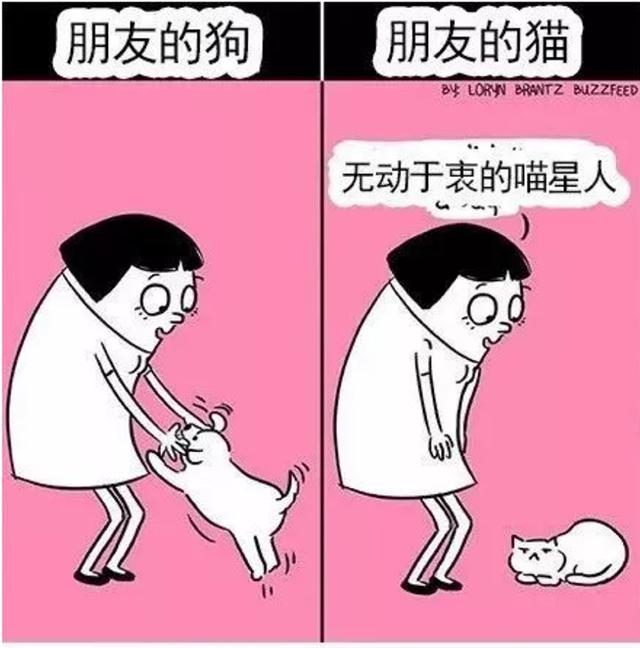 养猫好吗:为了养猫负债累累，真的值得吗？