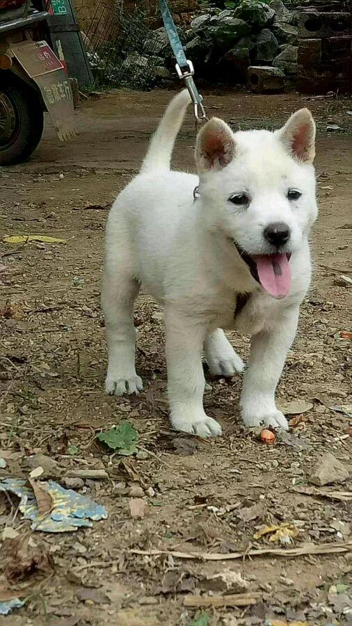 苏牧犬的优点和缺点:农村笨狗与城里的宠物狗比起来，有哪些优缺点？ 苏牧犬的优点与缺点