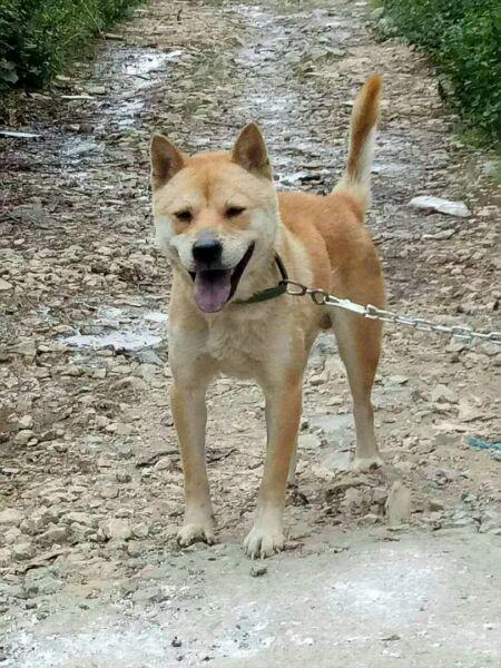 苏牧犬的优点和缺点:农村笨狗与城里的宠物狗比起来，有哪些优缺点？ 苏牧犬的优点与缺点