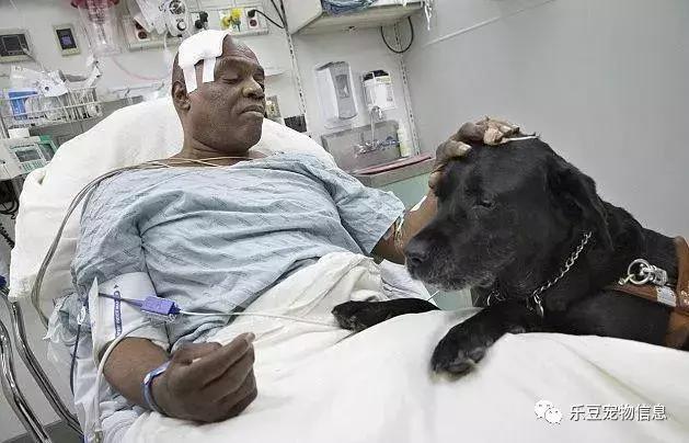 拉布拉多犬介绍图片:为什么爱养拉布拉多犬的人这么多，有什么样的优点呢？ 拉布拉多犬图片价格表