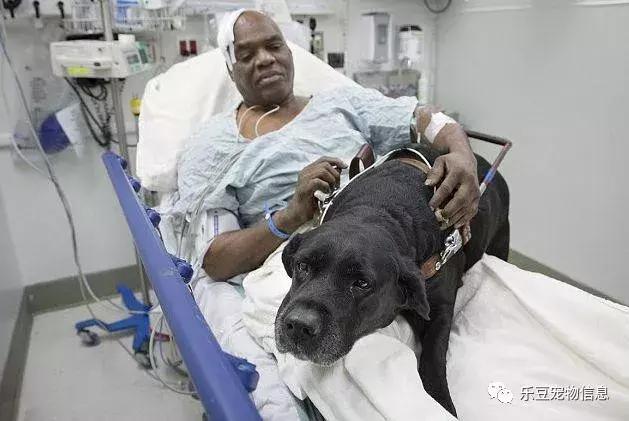 拉布拉多犬介绍图片:为什么爱养拉布拉多犬的人这么多，有什么样的优点呢？ 拉布拉多犬图片价格表