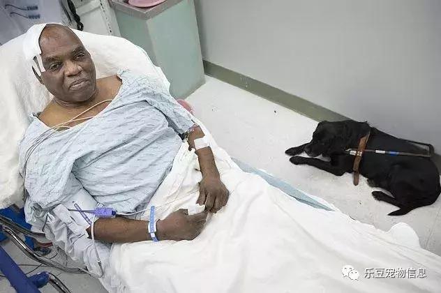 拉布拉多犬介绍图片:为什么爱养拉布拉多犬的人这么多，有什么样的优点呢？ 拉布拉多犬图片价格表