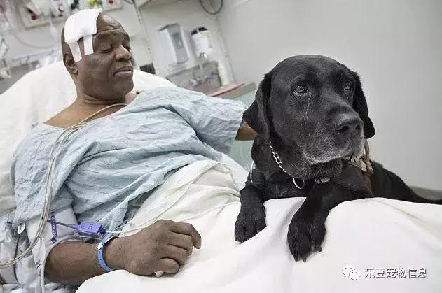 拉布拉多犬介绍图片:为什么爱养拉布拉多犬的人这么多，有什么样的优点呢？ 拉布拉多犬图片价格表