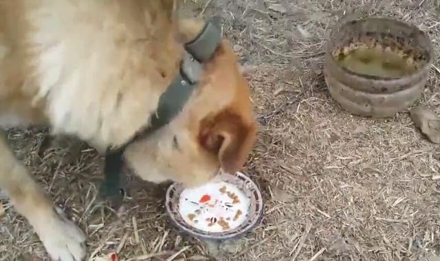 苏牧犬的优点和缺点:农村笨狗与城里的宠物狗比起来，有哪些优缺点？ 苏牧犬的优点与缺点