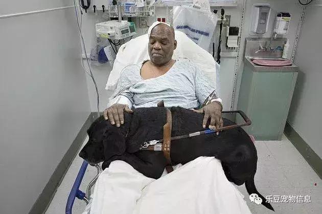 拉布拉多犬介绍图片:为什么爱养拉布拉多犬的人这么多，有什么样的优点呢？ 拉布拉多犬图片价格表