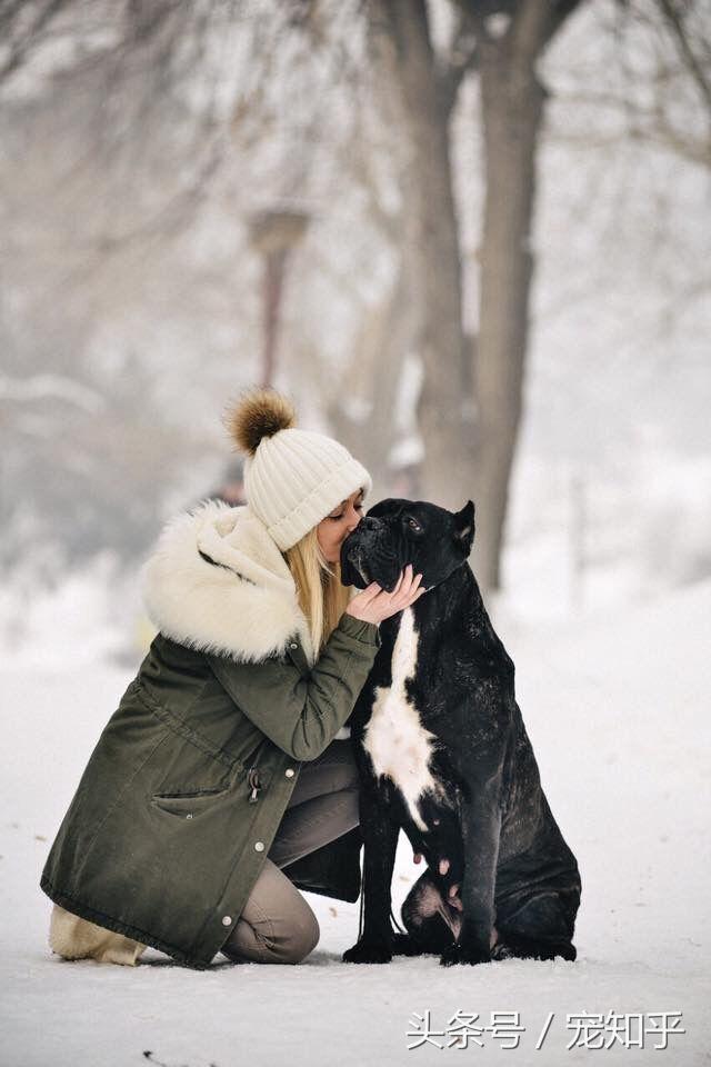 卡斯罗犬图片狗乐淘狗网:卡斯罗犬有什么优点吗？养了有什么好处？