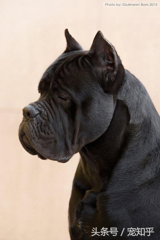 卡斯罗犬图片狗乐淘狗网:为什么很多人喜欢卡斯罗？