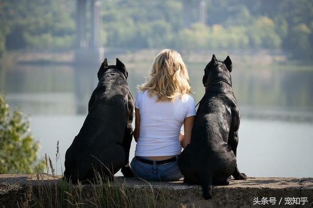 卡斯罗犬图片狗乐淘狗网:卡斯罗犬有什么优点吗？养了有什么好处？