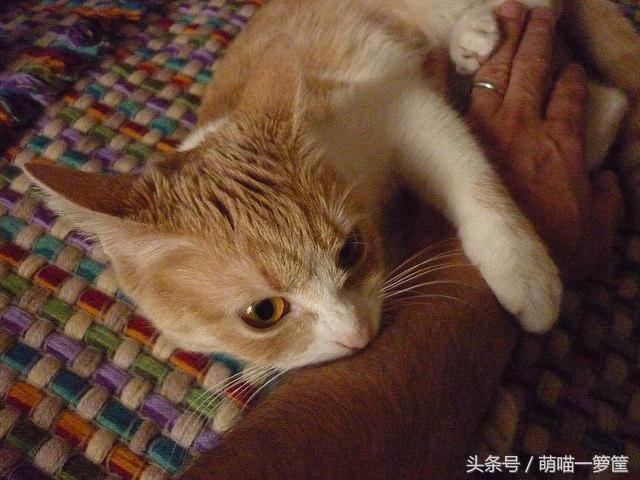 咬人猫黑历史:猫在什么情况下才会咬人？